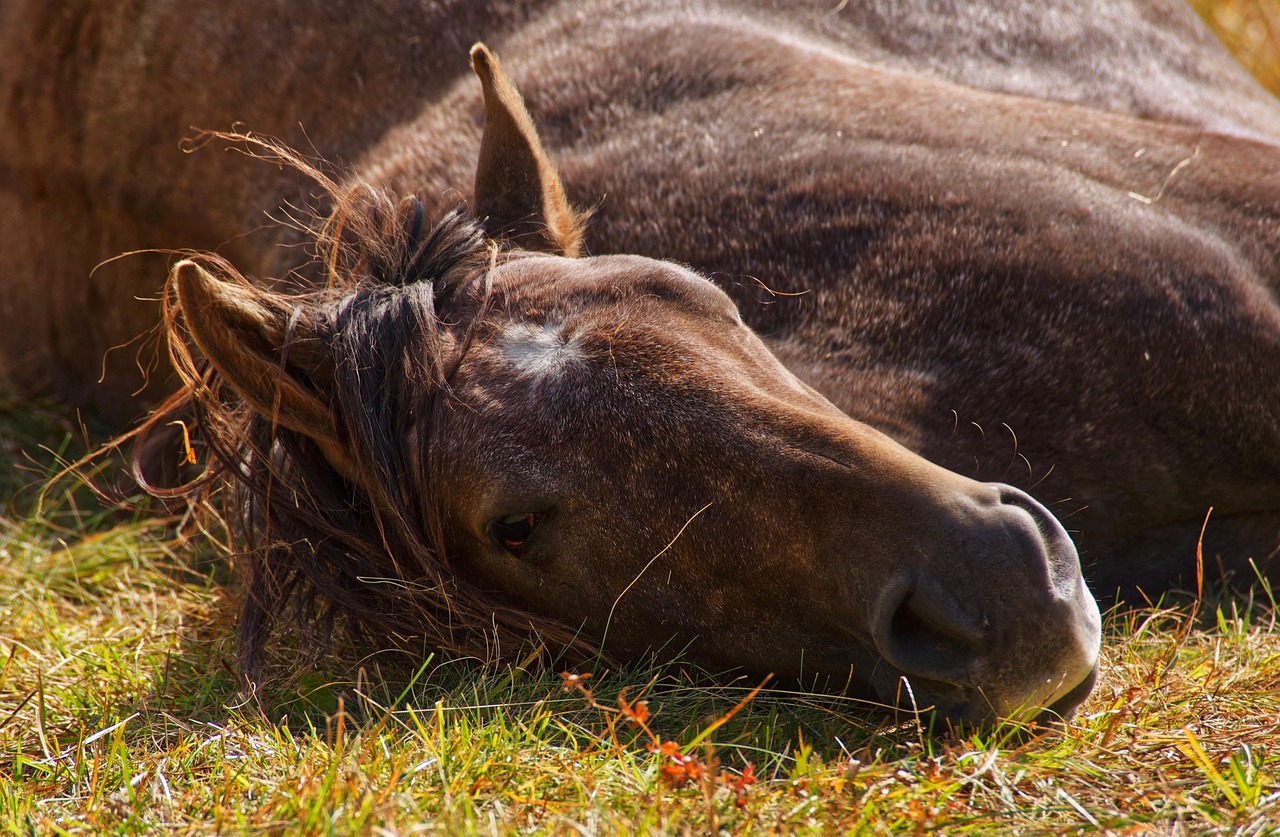 horses